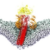 Penetration of viral proteins into membrane